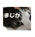 モフってるー！お和み系三毛猫★みうちゃん（個別スタンプ：23）