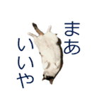 モフってるー！お和み系三毛猫★みうちゃん（個別スタンプ：24）