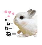 だいふくくん4（個別スタンプ：4）