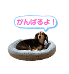 まるこ12（個別スタンプ：7）