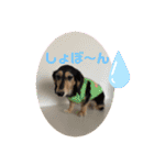 まるこ12（個別スタンプ：20）