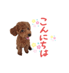 トイプードルのランちゃんスタンプ（個別スタンプ：2）