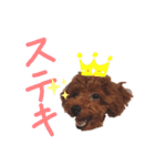 トイプードルのランちゃんスタンプ（個別スタンプ：11）