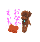 トイプードルのランちゃんスタンプ（個別スタンプ：14）