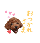 トイプードルのランちゃんスタンプ（個別スタンプ：20）