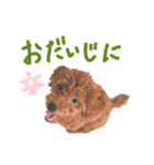 トイプードルのランちゃんスタンプ（個別スタンプ：23）