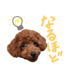 トイプードルのランちゃんスタンプ（個別スタンプ：24）