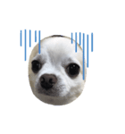 dog  stanp Chihuahua（個別スタンプ：3）