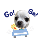 dog  stanp Chihuahua（個別スタンプ：7）