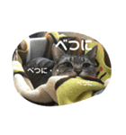 すぽんぷっ（個別スタンプ：1）