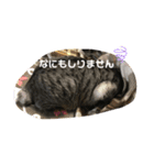 すぽんぷっ（個別スタンプ：4）