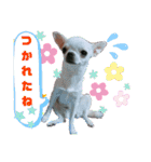 我が家の犬たち6（個別スタンプ：2）