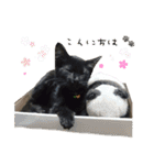 ほんわかくろいフレンズ（個別スタンプ：7）