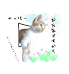 ほんわかくろいフレンズ（個別スタンプ：32）