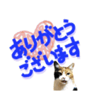 でか文字挨拶（ねこ写真入り）（個別スタンプ：2）