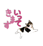 でか文字挨拶（ねこ写真入り）（個別スタンプ：8）