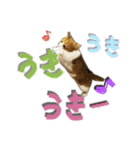 でか文字挨拶（ねこ写真入り）（個別スタンプ：9）