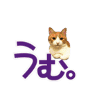 でか文字挨拶（ねこ写真入り）（個別スタンプ：11）