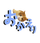 でか文字挨拶（ねこ写真入り）（個別スタンプ：12）