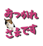 でか文字挨拶（ねこ写真入り）（個別スタンプ：15）