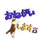 でか文字挨拶（ねこ写真入り）（個別スタンプ：16）