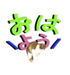 でか文字挨拶（ねこ写真入り）（個別スタンプ：17）