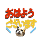 でか文字挨拶（ねこ写真入り）（個別スタンプ：18）