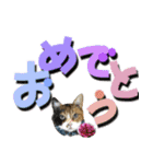 でか文字挨拶（ねこ写真入り）（個別スタンプ：20）