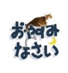 でか文字挨拶（ねこ写真入り）（個別スタンプ：22）