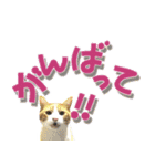 でか文字挨拶（ねこ写真入り）（個別スタンプ：23）