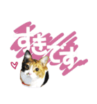 でか文字挨拶（ねこ写真入り）（個別スタンプ：25）