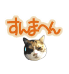 でか文字挨拶（ねこ写真入り）（個別スタンプ：26）