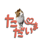 でか文字挨拶（ねこ写真入り）（個別スタンプ：28）