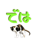 でか文字挨拶（ねこ写真入り）（個別スタンプ：29）