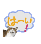 でか文字挨拶（ねこ写真入り）（個別スタンプ：31）