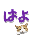 でか文字挨拶（ねこ写真入り）（個別スタンプ：32）