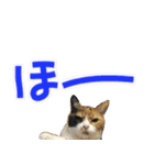 でか文字挨拶（ねこ写真入り）（個別スタンプ：34）