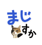 でか文字挨拶（ねこ写真入り）（個別スタンプ：35）