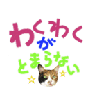 でか文字挨拶（ねこ写真入り）（個別スタンプ：40）