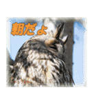 野鳥の写真スタンプ（個別スタンプ：3）