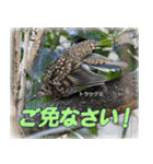 野鳥の写真スタンプ（個別スタンプ：4）
