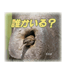 野鳥の写真スタンプ（個別スタンプ：5）