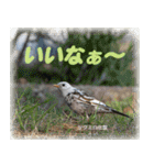野鳥の写真スタンプ（個別スタンプ：6）