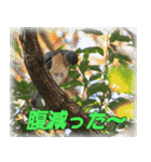 野鳥の写真スタンプ（個別スタンプ：8）