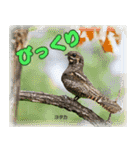 野鳥の写真スタンプ（個別スタンプ：9）