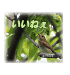 野鳥の写真スタンプ（個別スタンプ：10）