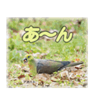 野鳥の写真スタンプ（個別スタンプ：11）