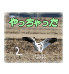 野鳥の写真スタンプ（個別スタンプ：12）