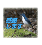野鳥の写真スタンプ（個別スタンプ：14）