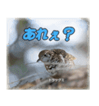 野鳥の写真スタンプ（個別スタンプ：15）